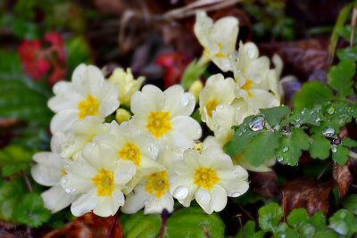 Primrose Primula vulgaris trobentica  DSC_0357g16032016pb
