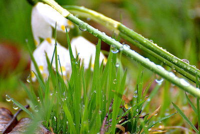 Rain drops   DSC_0438x16032916pb