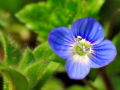 Persian speedwell Veronica persica perzijski jetrnik DSCN2212g22032016pb