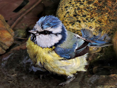 Blue tit cyanistes caeruleus plavček DSCN2484g03042016pb