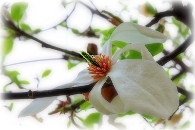  White Magnolia DSCN2580x05042016pb