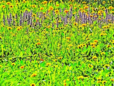 Meadow flowers in april  DSCN6806xpb