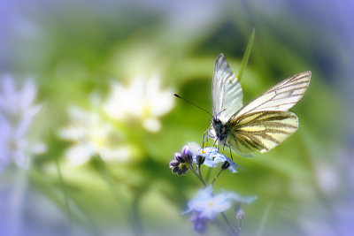 Butterfly  DSC_0825x30042016pb