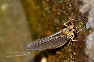 Mayfly Ephemeroptera muha enodnevnica DSC_0966g04052016pb
