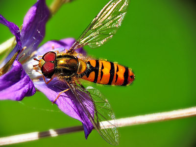Fly  DSCN3303g19052016