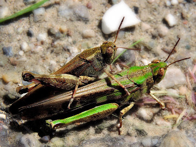 Orthoptera kobilica   DSCN3520x27052016pb