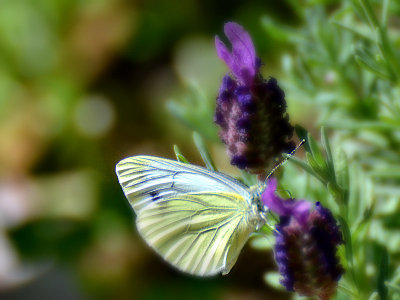 Butterly  DSC_0083gg05062016pb