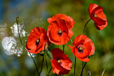 Papaver rhoeas poljski mak  DSC_0730x11063016pb