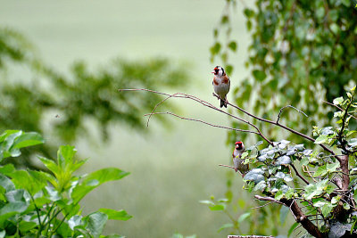 Carduelis carduelis  liček DSC_0430x01062016pb