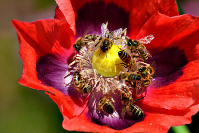 Popy & Bees  DSC_0535x02062016pb