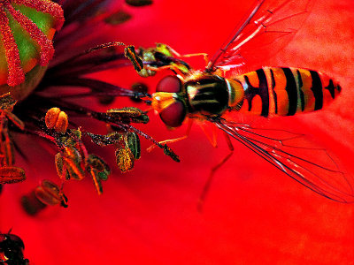 Poppy & Fly  DSCN3877x1502016pb
