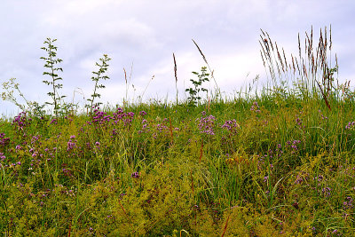 Meadow  DSC_0087x14072016pb