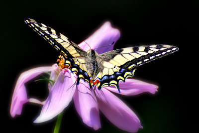 Swallowtail Papilio machaon lastovičar DSC_0307x17072016pb