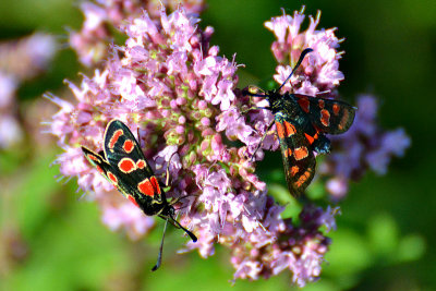 Zygaenidae  DSC_0341x10072016Npb