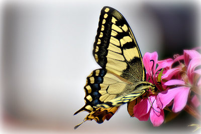 Swallowtail Papilio machaon lastovičar  DSC_0340x17072016pb