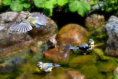 Blue titts & Sylvia atricapilla DSC_0604x18072016pb