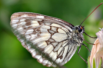  Melanargia galathea travniki lisar DSC_019313072016Npb