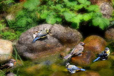 Bathing birds DSC_0610x18072016pb