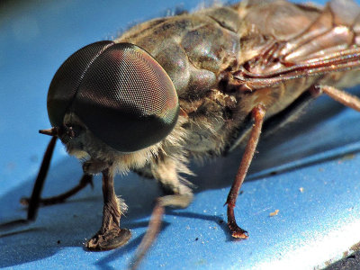 Horse-flies Tabanidae obad DSCN4411bo24072016Npb