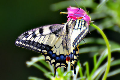 Swallowtail Papilio machaon lastovičar  DSC_0306g17072016Npb