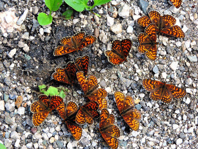 Butterflies DSCN4711x12082016Napb