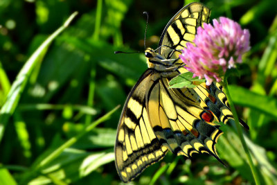 
Swallowtail Papilio machaon lastovičarDSC_0308g28082016pb