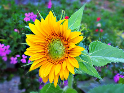The sunflower  DSCN_5008gBo26082016pb