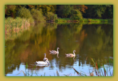 Autumn on the pond   DSC_0556g28092016pb