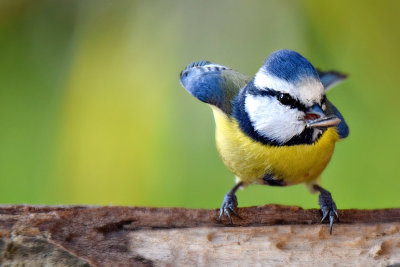 Blue tit cyanistes caeruleus plavček  DSC_0651g30102016Npb