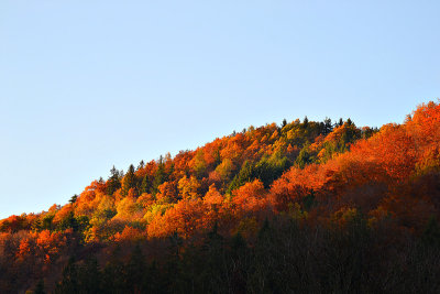 Autumn DSC_0948x29112016Npb
