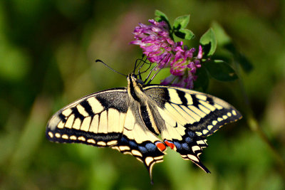 Swallowtail Papilio machaon lastovičar DSC_0339x26082016pb