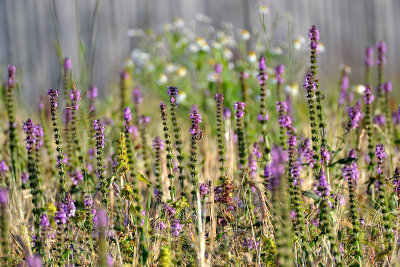 Summer  DSC_0406x29072016pb