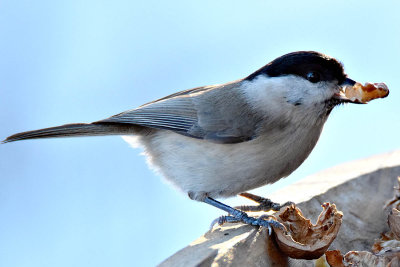Parus palustris močvirska sinica DSC_200115012017Napb