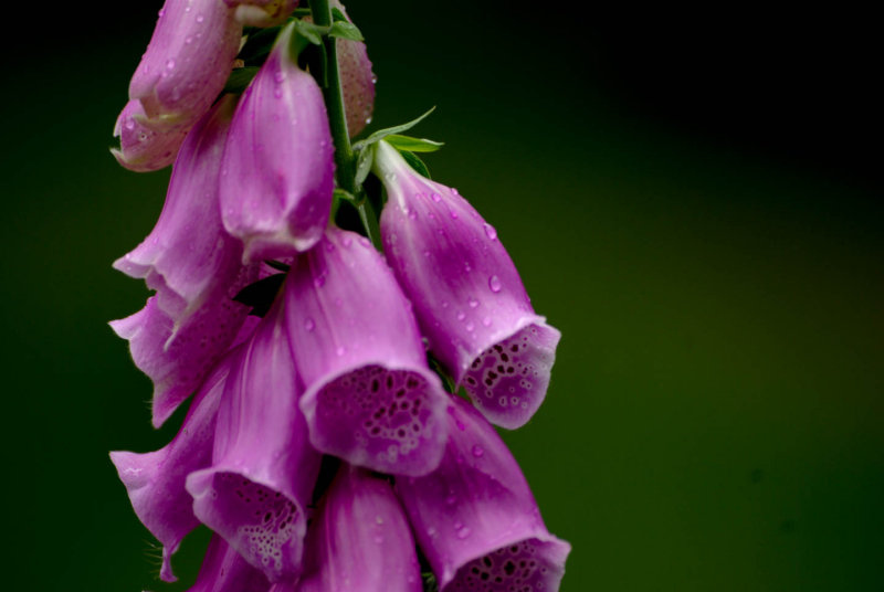 Digitalis