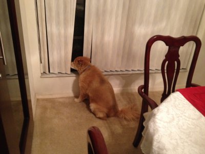 Waiting for mommy to come home