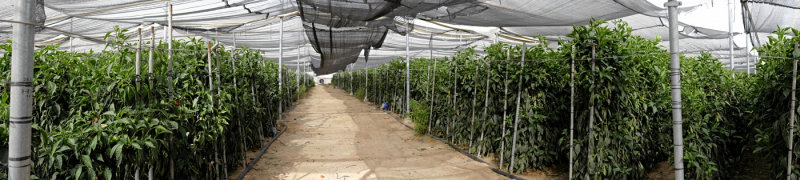 The End of the Pepper Crop