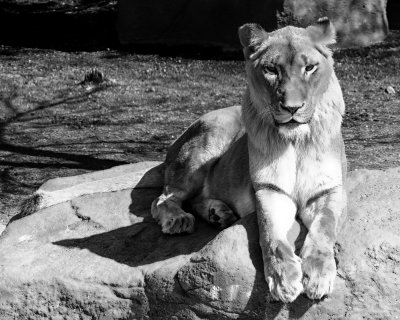 The Lions of Capron Park