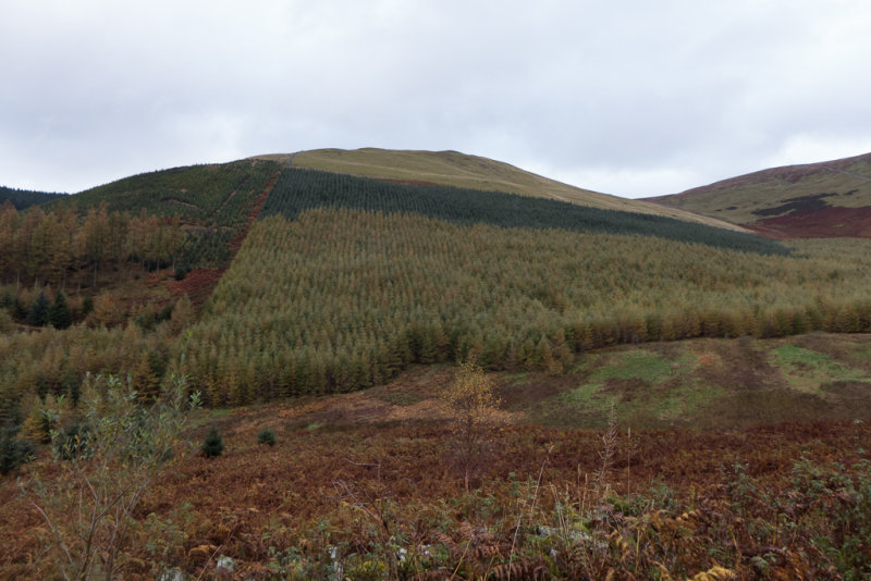 Forestry by numbers