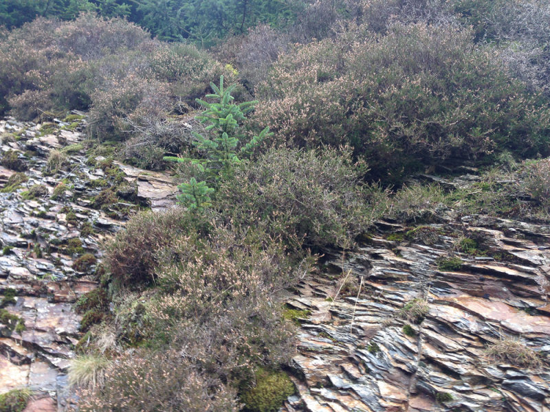 Tree growing in the rocks