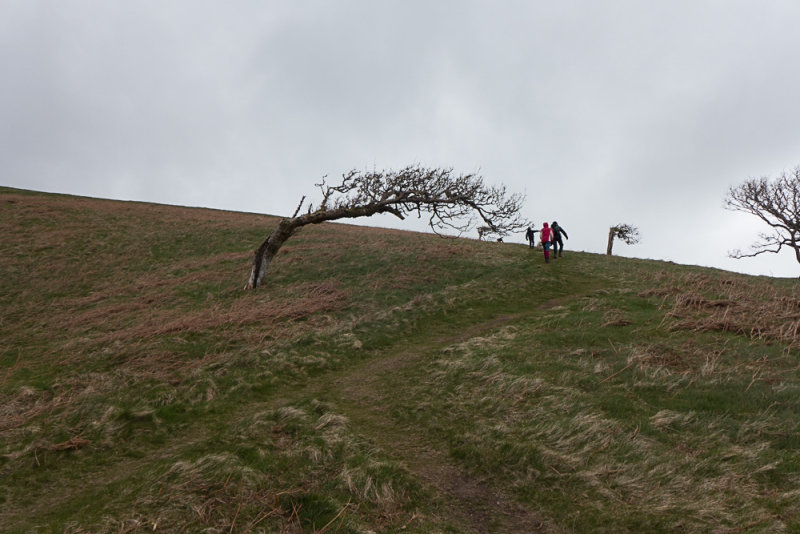 Windswept tree