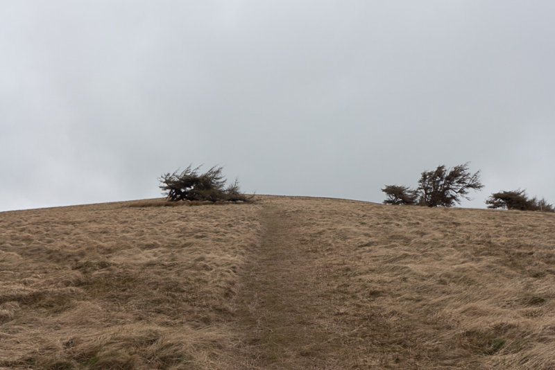 Tired tree #1