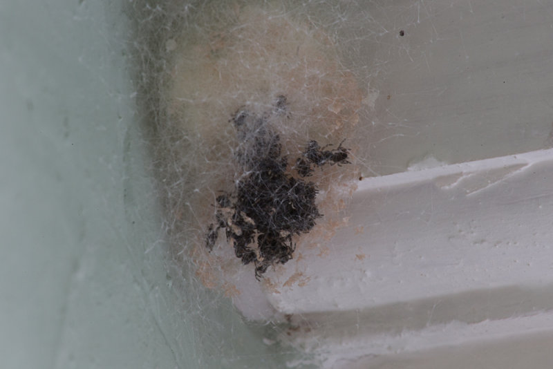 April 21 - Spiders hatching