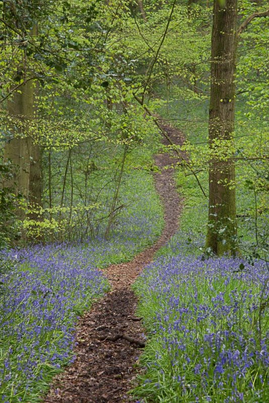 April 26 - Bluebell walk