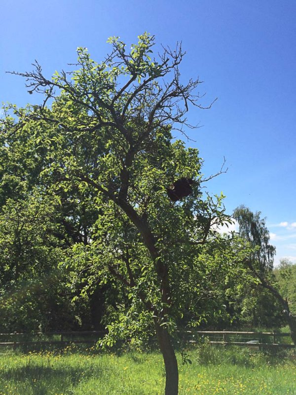 May 21 - The swarm that got away