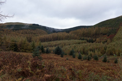 Mist over the forest