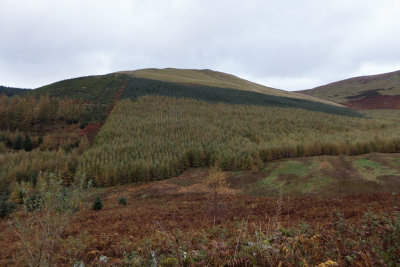 Forestry by numbers