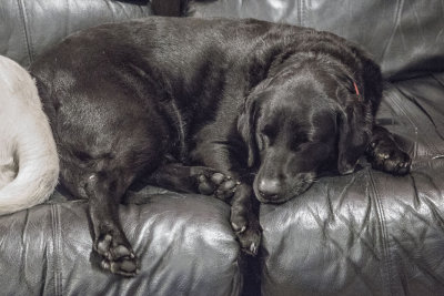 Jan 6 - Black Dog