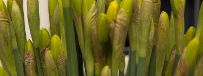 Feb 1 - Daffodils