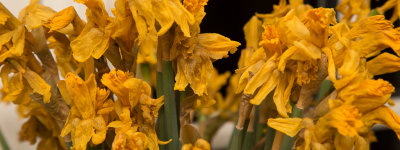Feb 11 - Daffodils, day 11