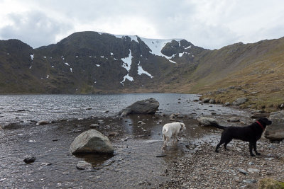 Red tarn, with dogs